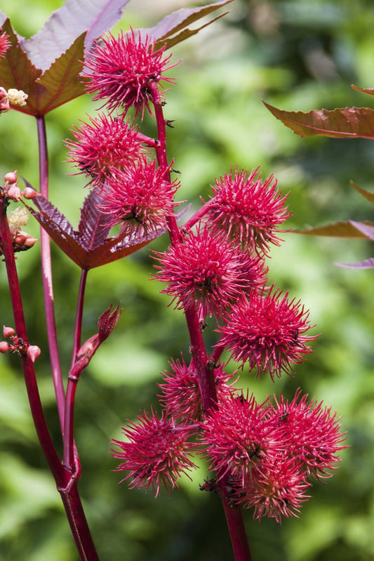 L'huile de ricin, un allié pour la pousse de cheveux ?